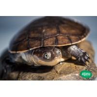 Tortuga de caja africana - Pelusios castaneus 